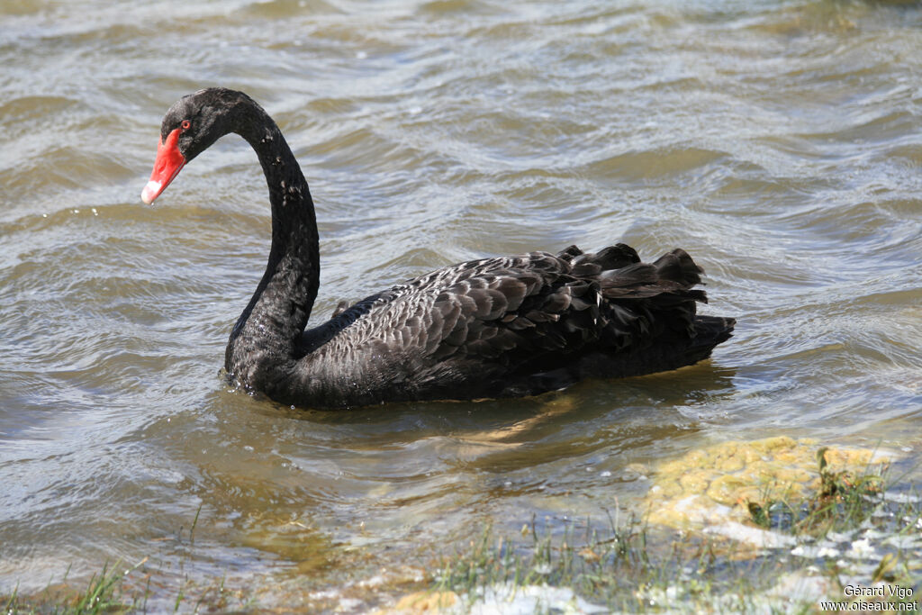 Black Swanadult