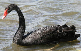 Cygne noir