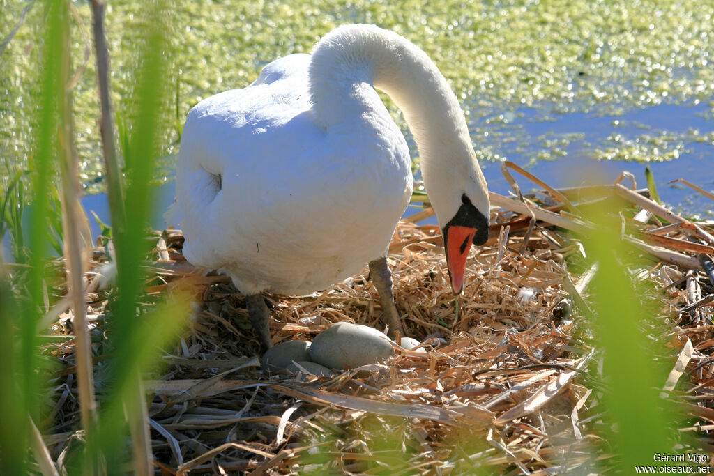 Cygne tuberculéadulte, Nidification