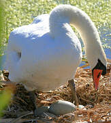 Cygne tuberculé