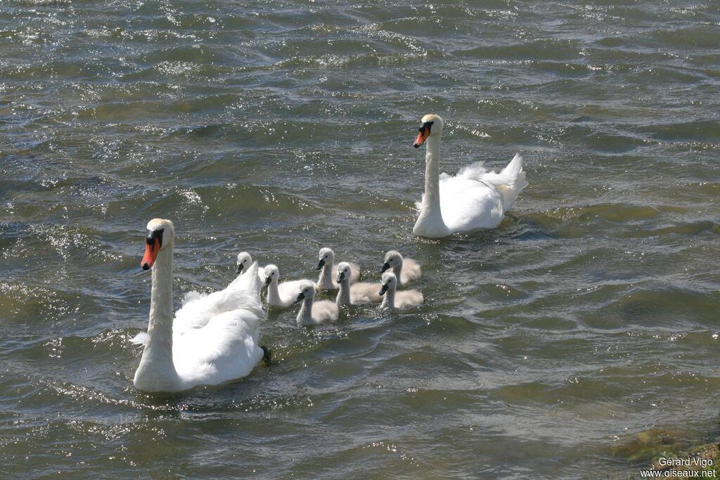 Cygne tuberculé 