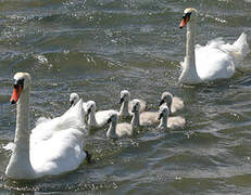 Cygne tuberculé