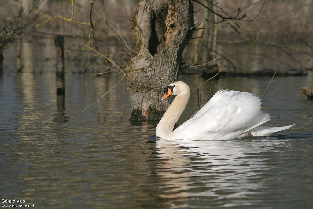 Mute Swan male adult, identification