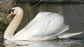 Cygne tuberculé