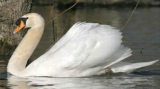 Cygne tuberculé