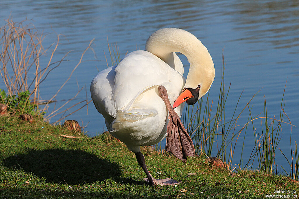 Mute Swanadult