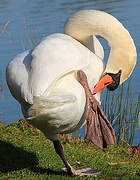 Cygne tuberculé