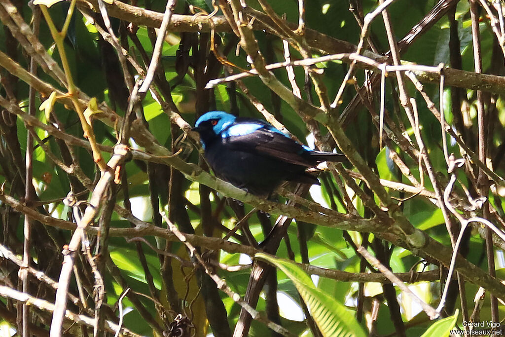 Dacnis à cuisses rouges mâle adulte