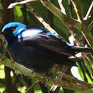 Dacnis à cuisses rouges