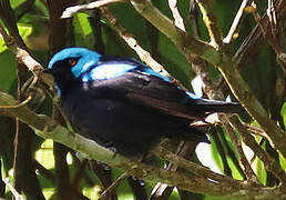 Dacnis à cuisses rouges