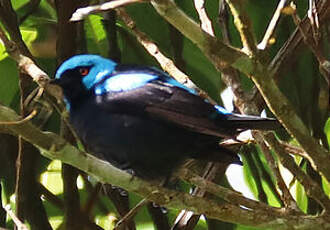 Dacnis à cuisses rouges