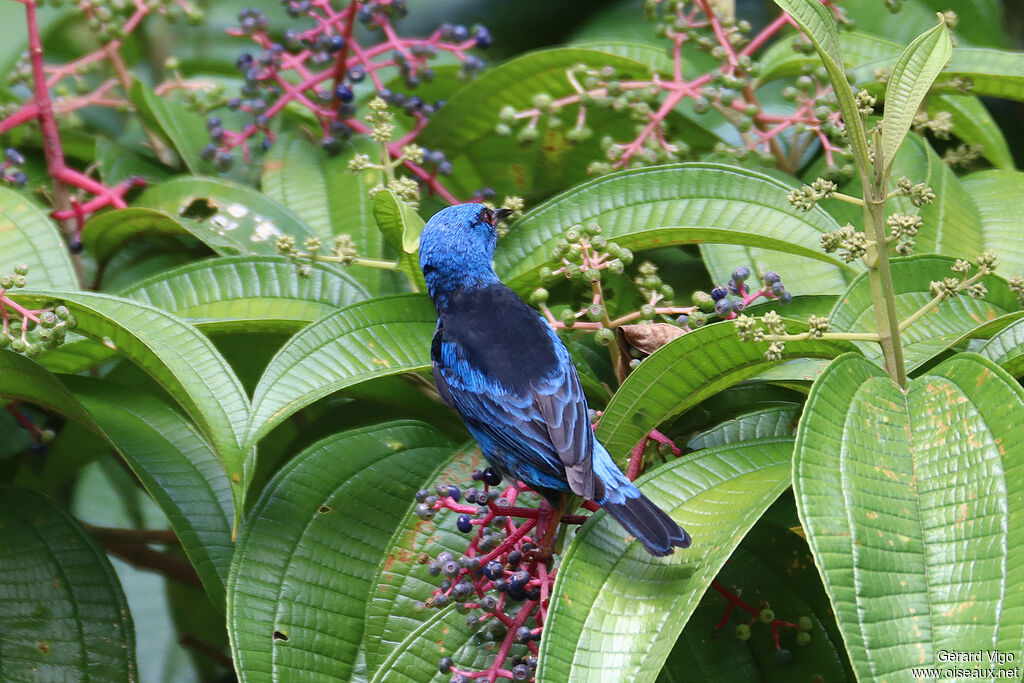 Blue Dacnis male adult