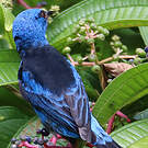 Dacnis bleu