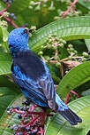 Dacnis bleu