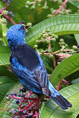 Dacnis bleu