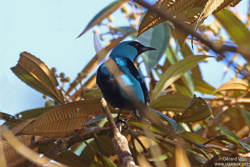 Blue Dacnis male adult
