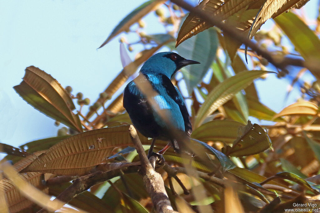 Dacnis bleu mâle adulte