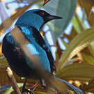 Dacnis bleu