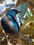 Dacnis bleu