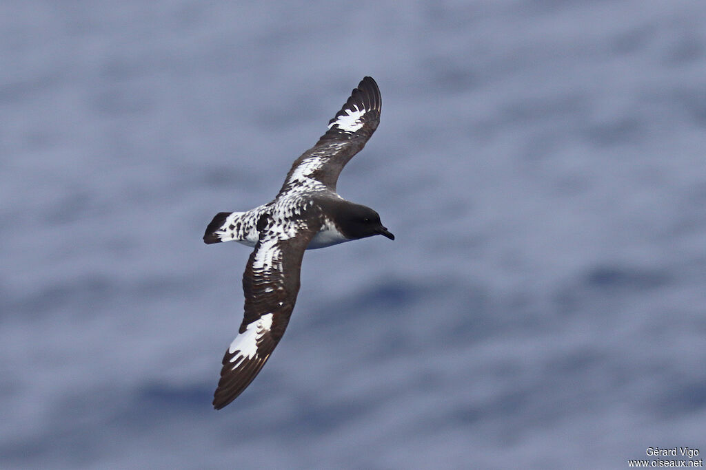 Cape Petreladult, Flight