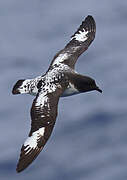 Cape Petrel