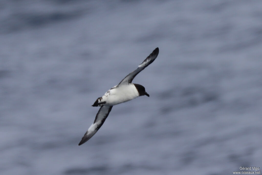 Cape Petreladult, Flight