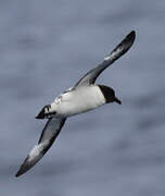 Cape Petrel