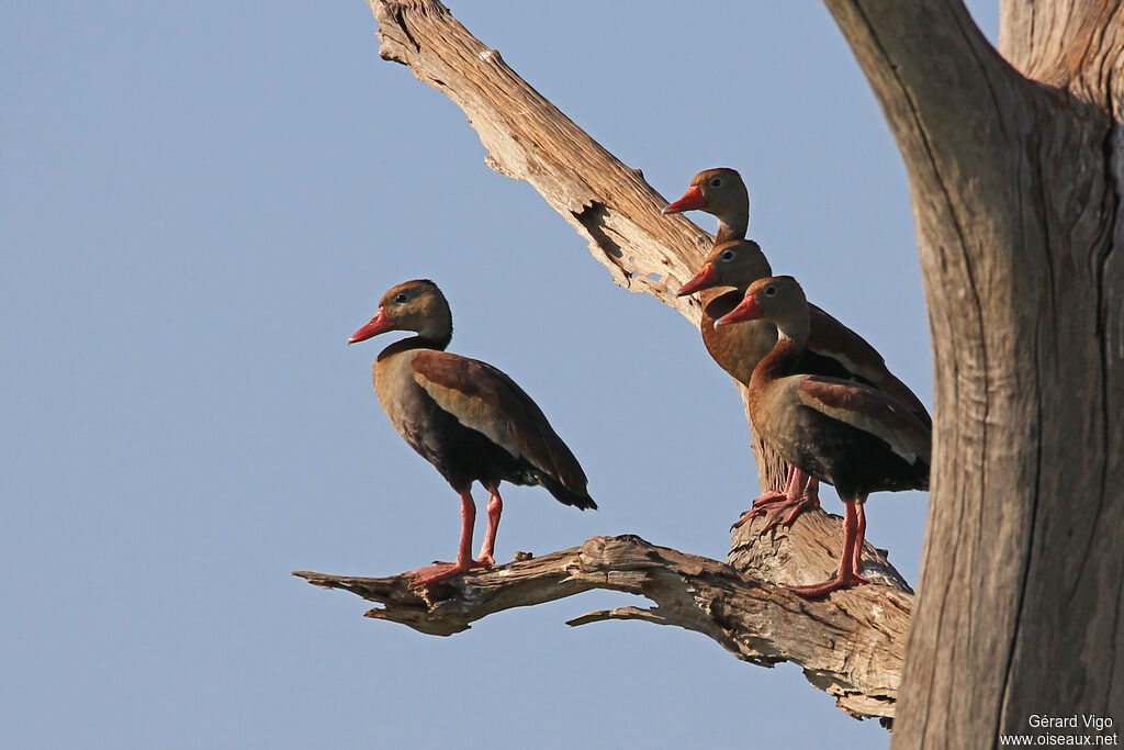 Dendrocygne à ventre noiradulte