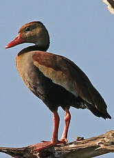 Dendrocygne à ventre noir