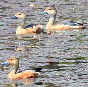 Lesser Whistling Duck