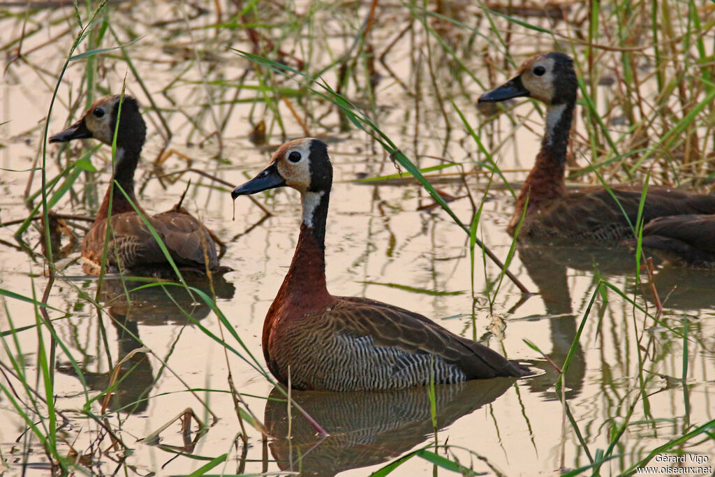 Dendrocygne veufadulte