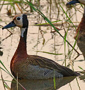 White-faced Whistling Duck