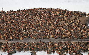 White-faced Whistling Duck