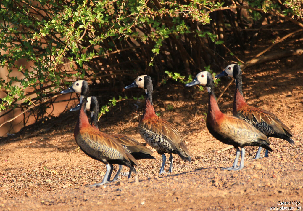 White-faced Whistling Duckadult