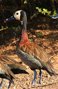 White-faced Whistling Duck