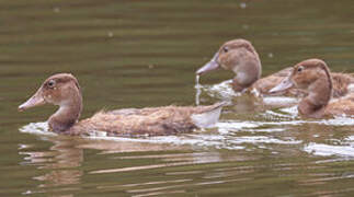 White-faced Whistling Duck