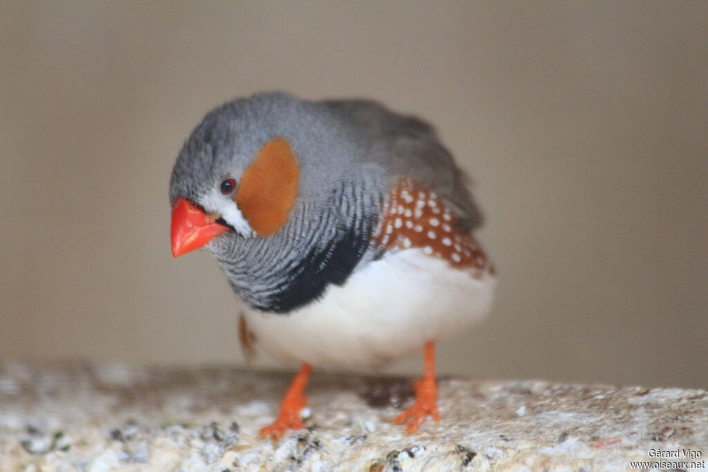 Diamant mandarin mâle adulte