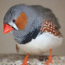 Diamant mandarin