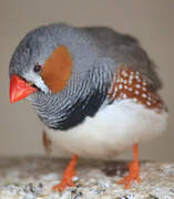 Sunda Zebra Finch