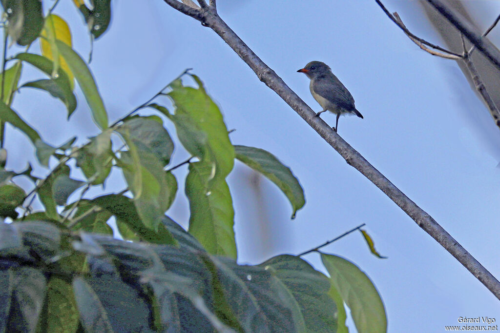 Red-capped Flowerpeckerjuvenile