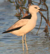 Crab-plover