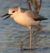 Crab-plover