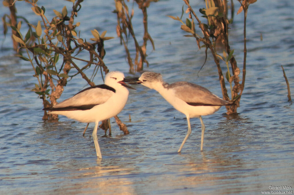 Crab-plover