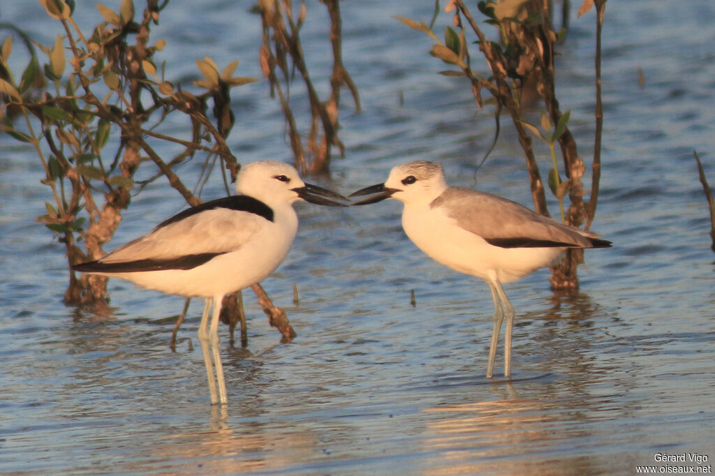 Crab-plover