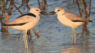 Crab-plover