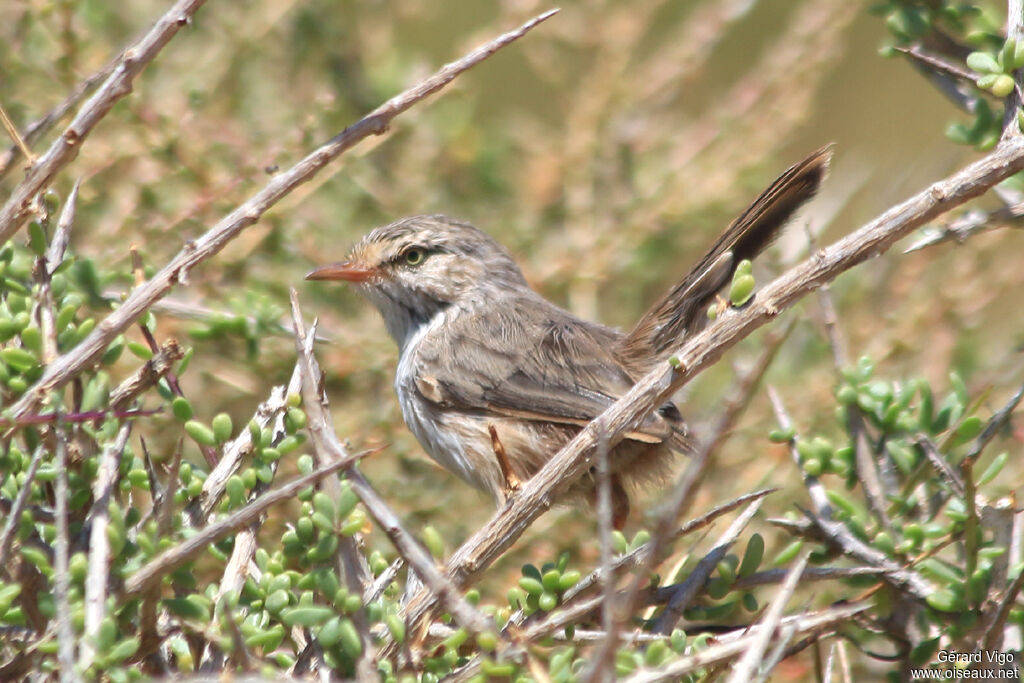 Streaked Scrub Warbleradult