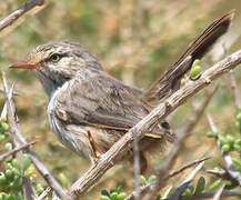 Streaked Scrub Warbler