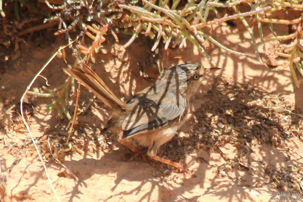 Streaked Scrub Warbleradult