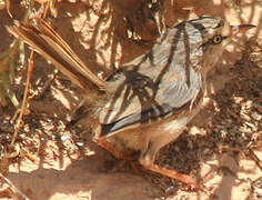 Streaked Scrub Warbler