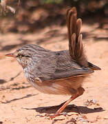 Streaked Scrub Warbler